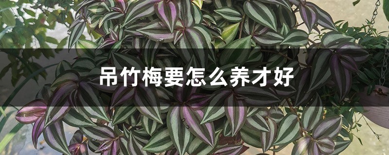 吊竹梅要怎么养才好 吊竹梅要怎么养才好
