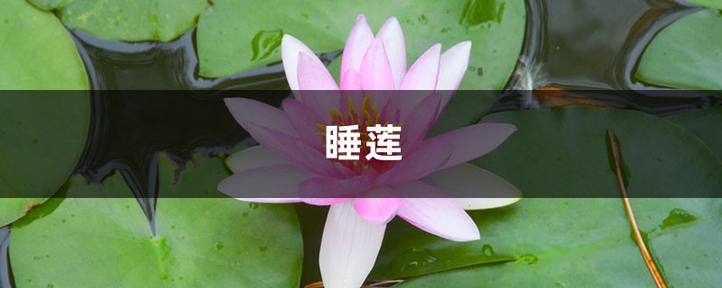 午时花什么时候开,怎么养花朵才开的更鲜艳 午时花什么时候开,怎么养花朵才开的更鲜艳