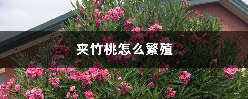 夹竹桃怎么繁殖 夹竹桃怎么繁殖