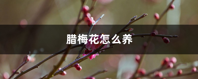 腊梅花怎么养 腊梅花怎么养