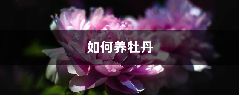如何养牡丹 如何养牡丹