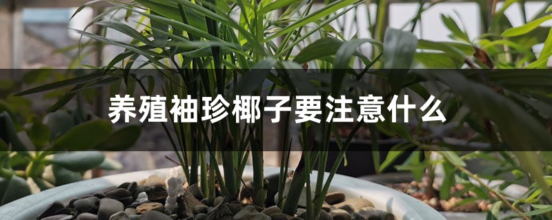 养殖袖珍椰子要注意什么 养殖袖珍椰子要注意什么