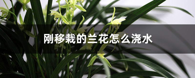 刚移栽的兰花怎么浇水 刚移栽的兰花怎么浇水