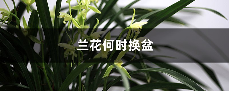 兰花何时换盆 兰花何时换盆