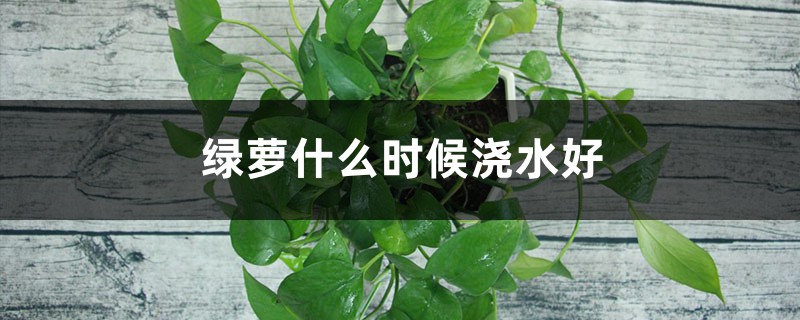 绿萝什么时候浇水好 绿萝什么时候浇水好
