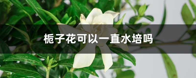 栀子花可以一直水培吗 栀子花可以一直水培吗