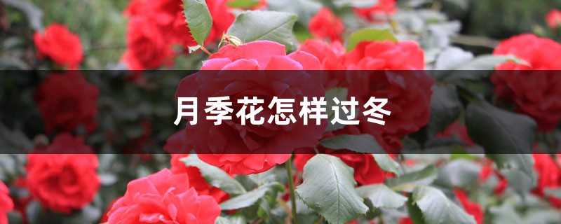 月季花怎样过冬 月季花怎样过冬