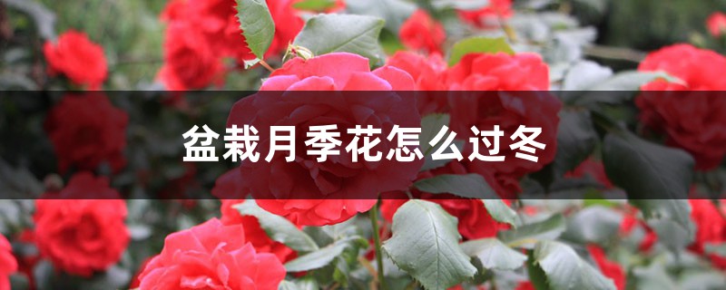 盆栽月季花怎么过冬 盆栽月季花怎么过冬