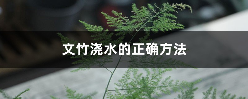 文竹浇水的正确方法 文竹浇水的正确方法
