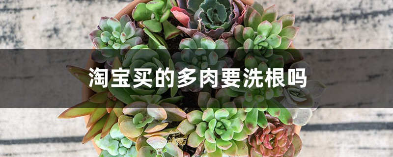 淘宝买的多肉要洗根吗 淘宝买的多肉要洗根吗