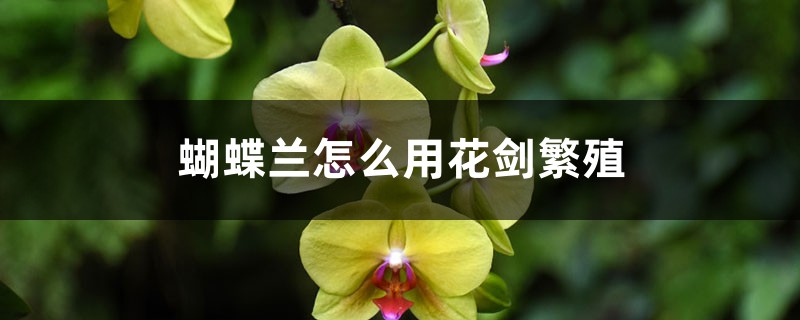 蝴蝶兰怎么用花剑繁殖 蝴蝶兰怎么用花剑繁殖