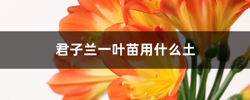 君子兰一叶苗用什么土 君子兰一叶苗用什么土