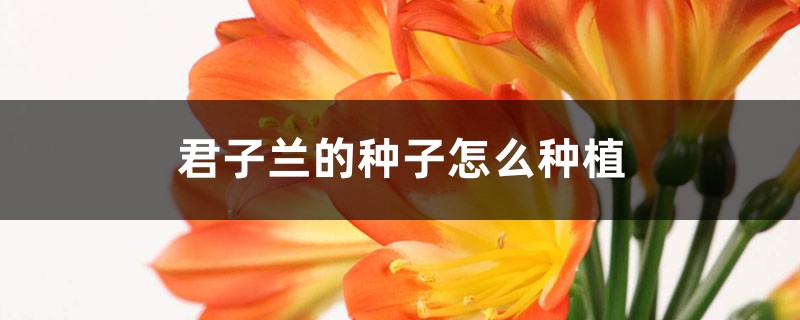君子兰的种子怎么种植 君子兰的种子怎么种植