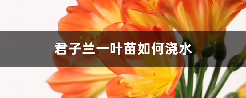 君子兰一叶苗如何浇水 君子兰一叶苗如何浇水