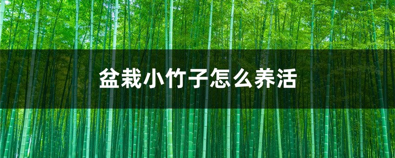 盆栽小竹子怎么养活 盆栽小竹子怎么养活