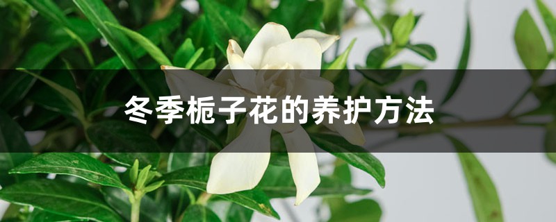 冬季栀子花的养护方法 冬季栀子花的养护方法