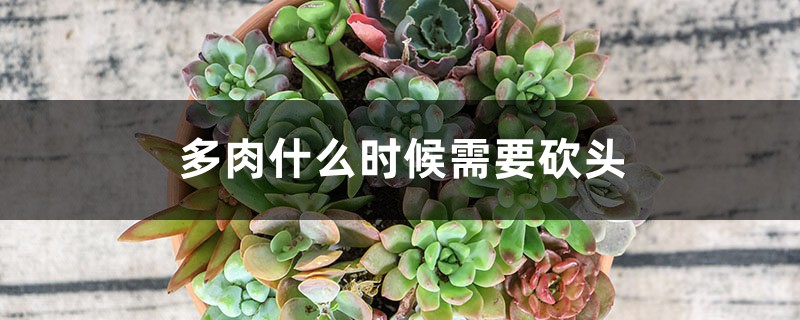 多肉什么时候需要砍头 多肉什么时候需要砍头