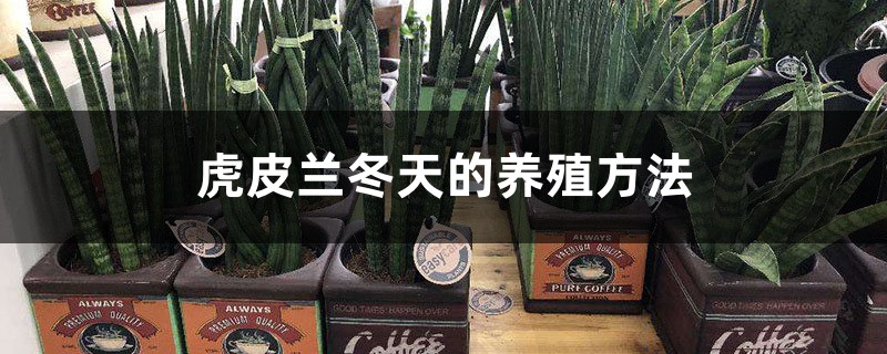 虎皮兰冬天的养殖方法