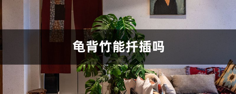 龟背竹能扦插吗,如何扦插 龟背竹能扦插吗,如何扦插