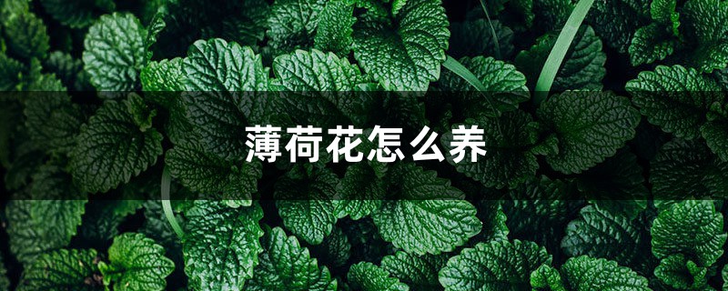 薄荷花怎么养 薄荷花怎么养