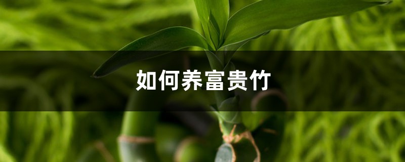 如何养富贵竹 如何养富贵竹