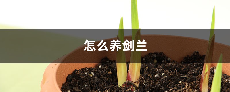 怎么养剑兰 怎么养剑兰