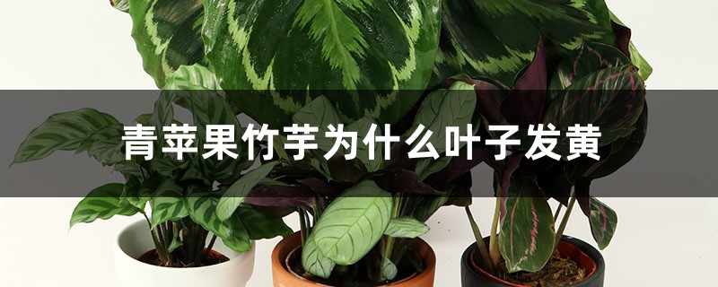 青苹果竹芋为什么叶子发黄 青苹果竹芋为什么叶子发黄