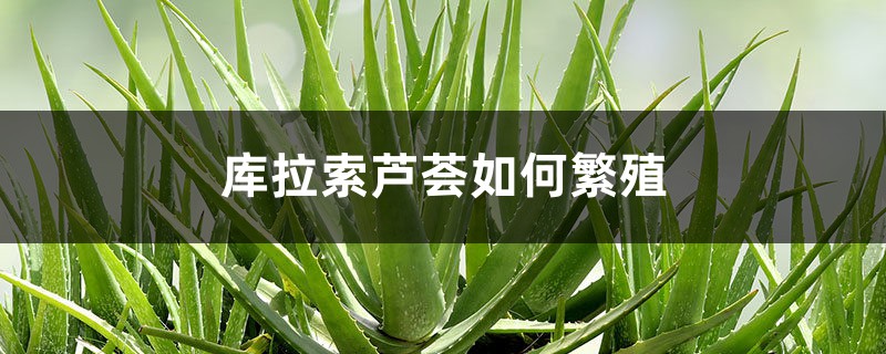 库拉索芦荟如何繁殖 库拉索芦荟如何繁殖