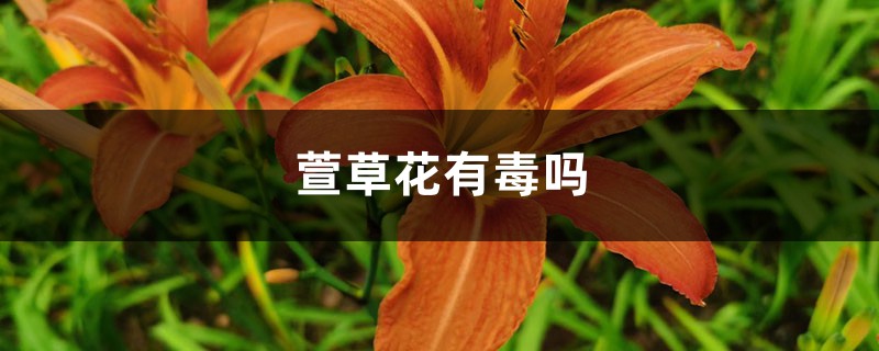 萱草花有毒吗,如何种植最科学 萱草花有毒吗,如何种植最科学