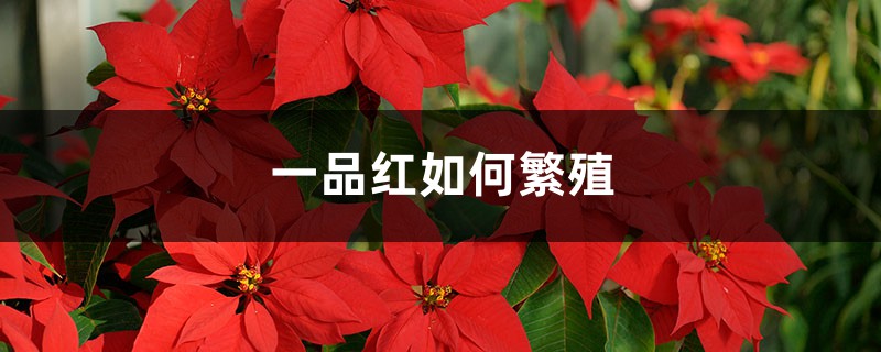一品红如何繁殖 一品红如何繁殖