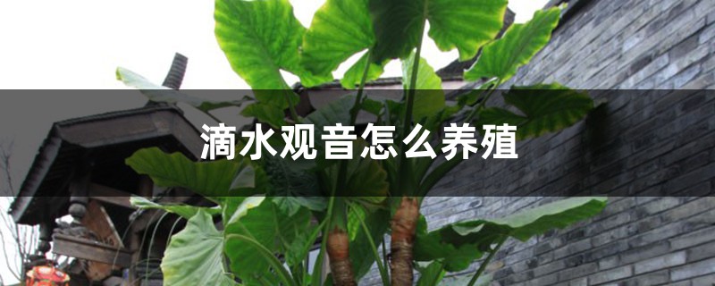 滴水观音怎么养殖 滴水观音怎么养殖