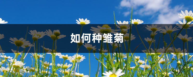 如何种雏菊 如何种雏菊