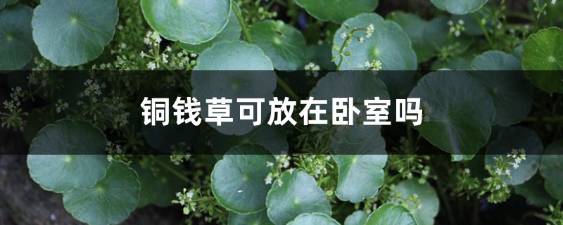 铜钱草可放在卧室吗 铜钱草可放在卧室吗