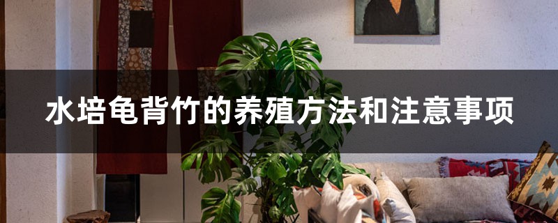 水培龟背竹的养殖方法和注意事项 水培龟背竹的养殖方法和注意事项