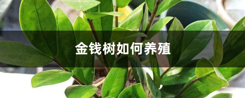 金钱树如何养殖 金钱树如何养殖