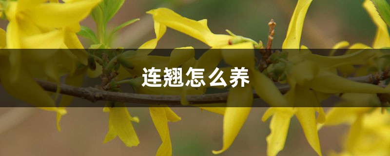 连翘怎么养 连翘怎么养