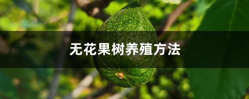 无花果树养殖方法 无花果树养殖方法