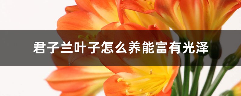 君子兰叶子怎么养能富有光泽 君子兰叶子怎么养能富有光泽