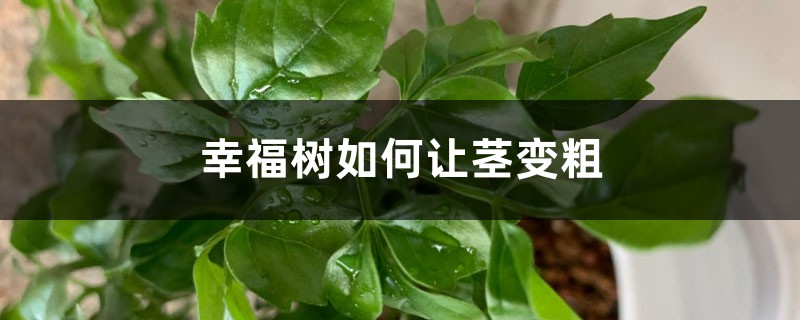 幸福树如何让茎变粗 幸福树如何让茎变粗
