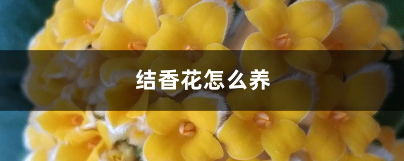 结香花怎么养 结香花怎么养