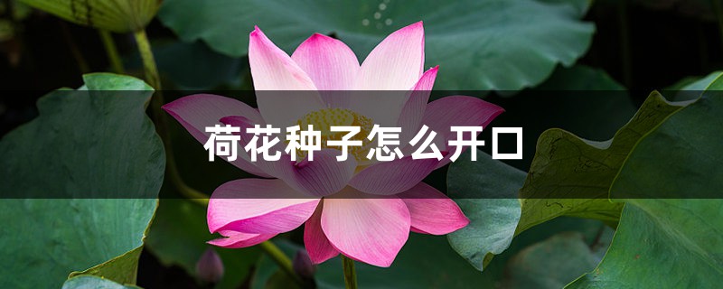 荷花种子怎么开口 荷花种子怎么开口