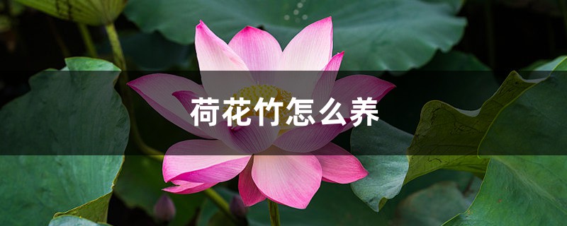 荷花竹怎么养 荷花竹怎么养