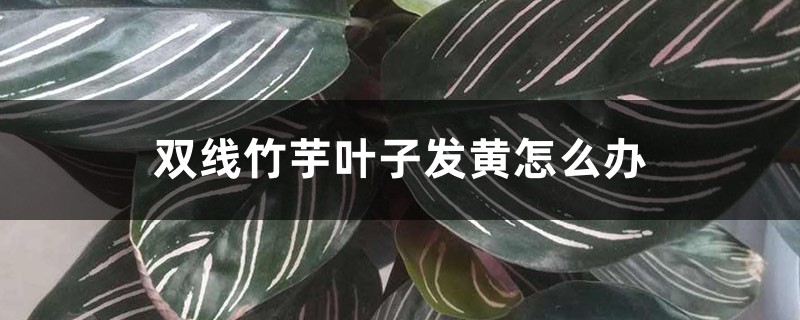 双线竹芋叶子发黄怎么办 双线竹芋叶子发黄怎么办