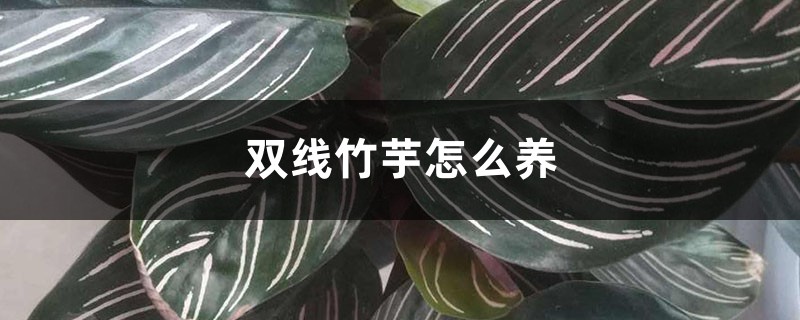 双线竹芋怎么养 双线竹芋怎么养