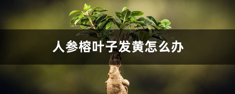 人参榕叶子发黄怎么办 人参榕叶子发黄怎么办