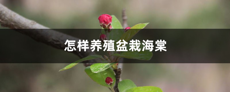 怎样养殖盆栽海棠 怎样养殖盆栽海棠