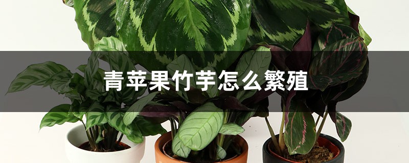 青苹果竹芋怎么繁殖 青苹果竹芋怎么繁殖
