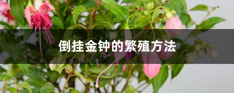 倒挂金钟的繁殖方法 倒挂金钟的繁殖方法