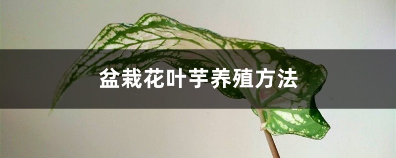 盆栽花叶芋养殖方法 盆栽花叶芋养殖方法