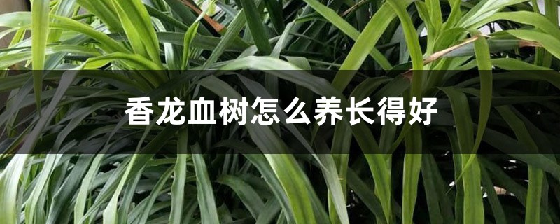 香龙血树怎么养长得好 香龙血树怎么养长得好